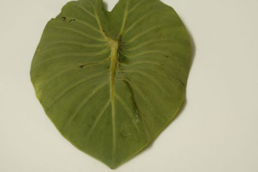 Picture of Patra
