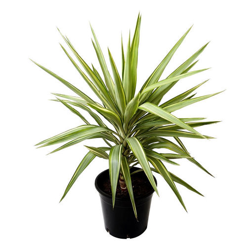 Picture of Yucca